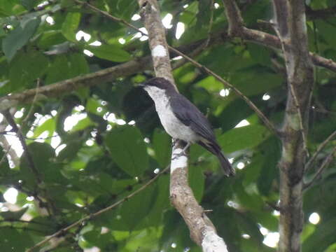 Image of African Forest Flycatcher