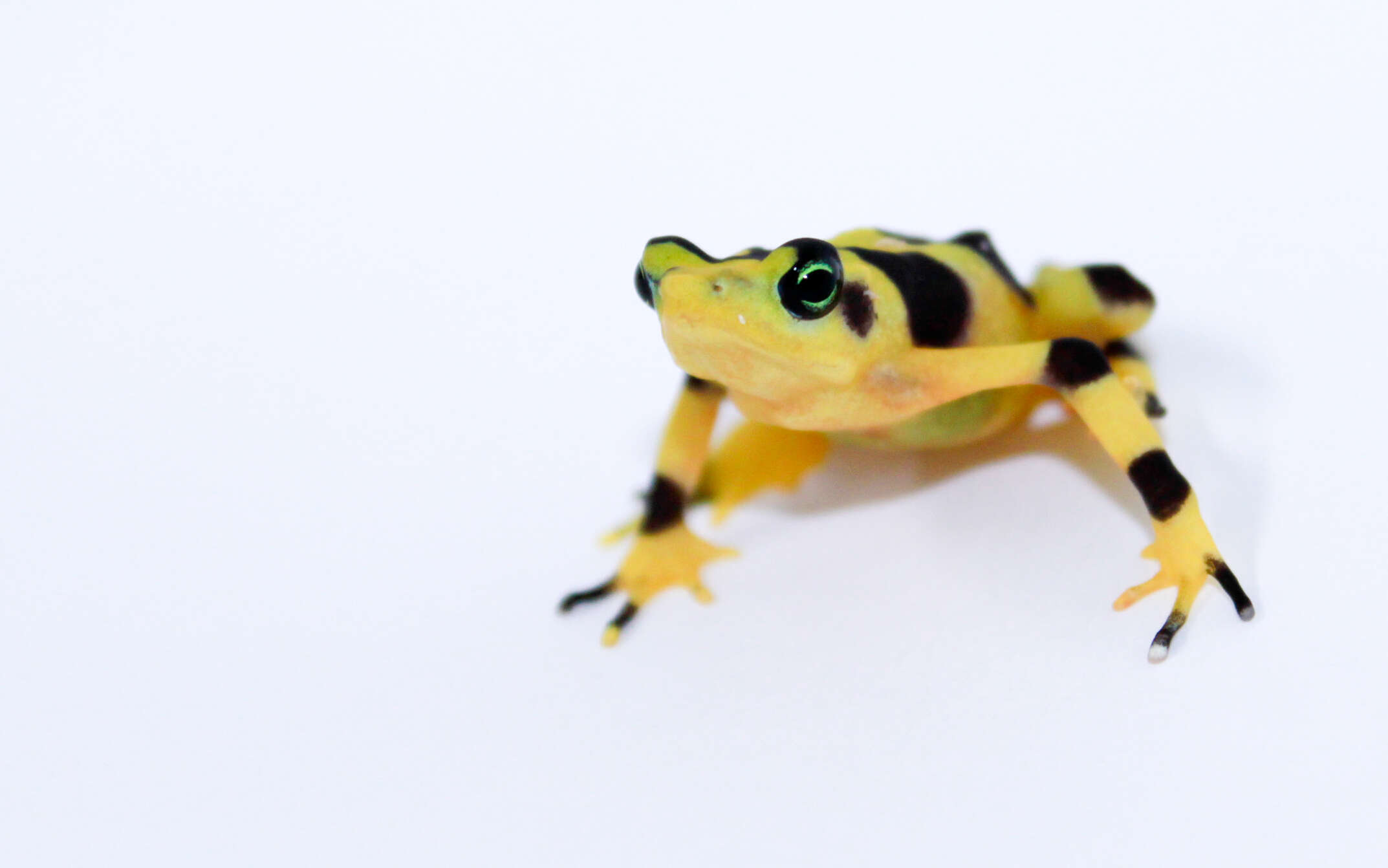 Image of Golden arrow poison frog