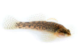 Plancia ëd Etheostoma flabellare Rafinesque 1819