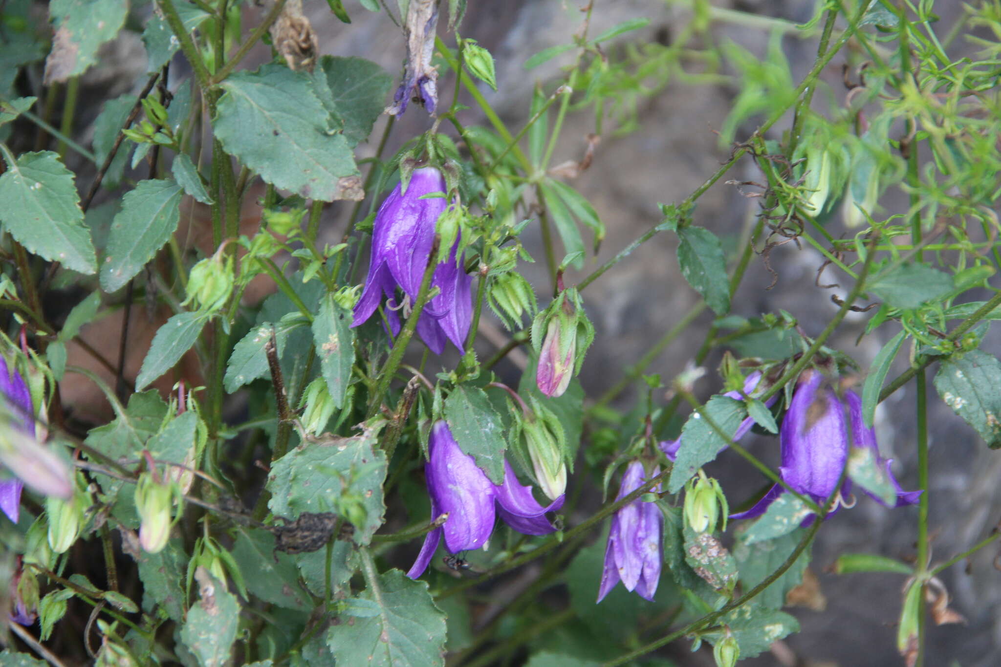 Image of Campanula kolenatiana C. A. Mey. ex Rupr.