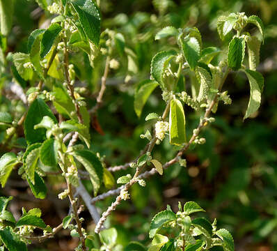 Acalypha fruticosa Forssk. resmi