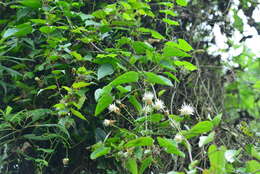 Image of Clematis tashiroi Maxim.