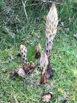 Image of greater broomrape