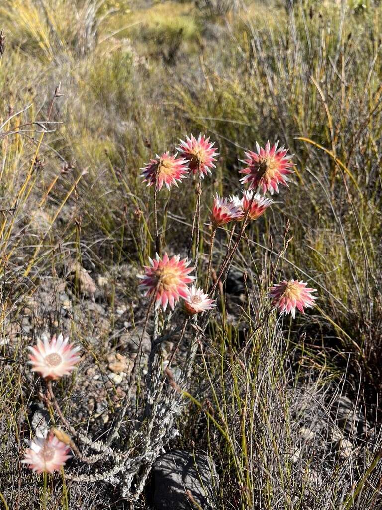 Imagem de Edmondia pinifolia (Lam.) Hilliard