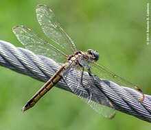 Image of Comanche Skimmer