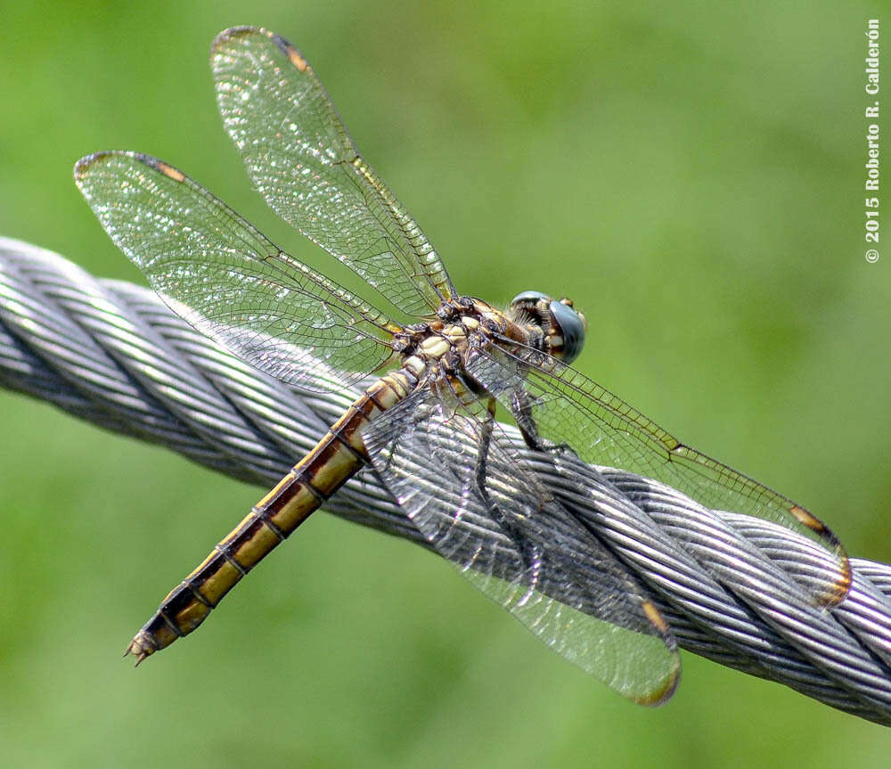 Image of Comanche Skimmer