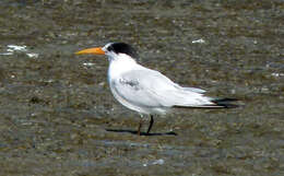 Image of Elegant Tern