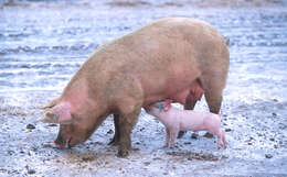 Image of Sus scrofa domesticus