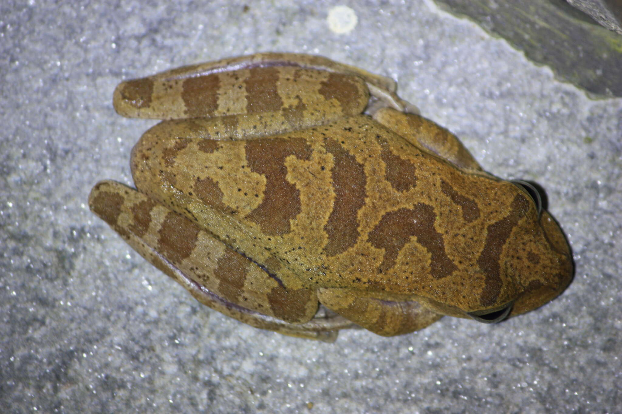 Image of Veragua Cross-banded Treefrog