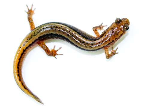 Image of Northern Two-lined Salamander