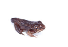 Image of Wood Frog