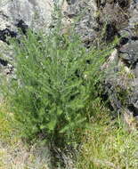 Image de Psoralea floccosa