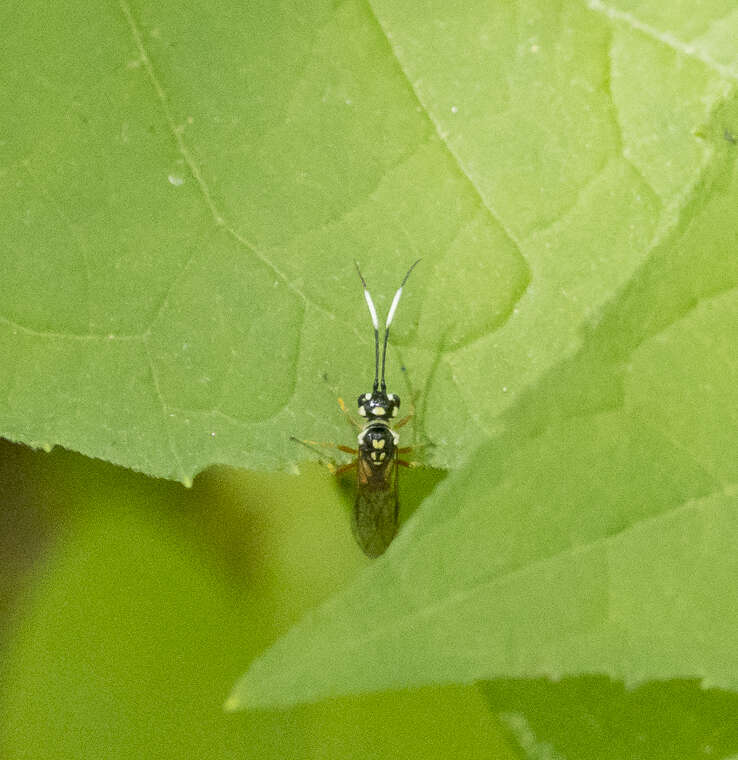 Image of Orthogonalys pulchella (Cresson 1867)