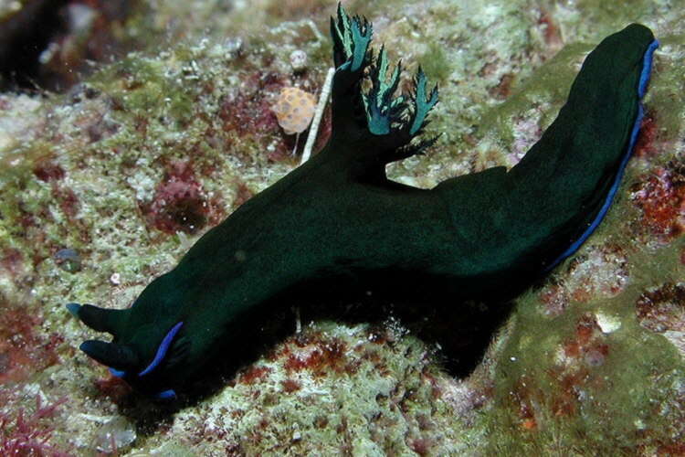 Image of Morose black and blue slug