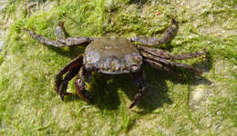 Image of marbled rock crab