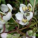 Image of Axinaea wurdackii Sagást., S. J. Arroyo & E. Rodr.