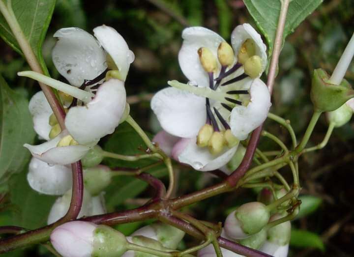 Image of Axinaea wurdackii Sagást., S. J. Arroyo & E. Rodr.