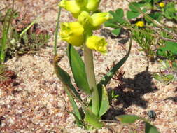 Image of Lachenalia mathewsii W. F. Barker