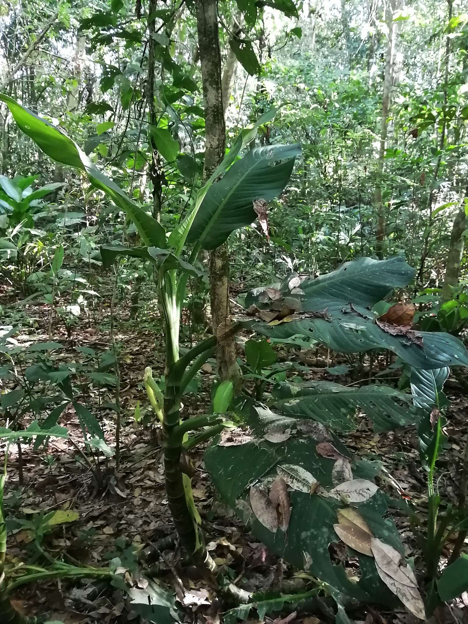 Image of Dieffenbachia longispatha Engl. & K. Krause