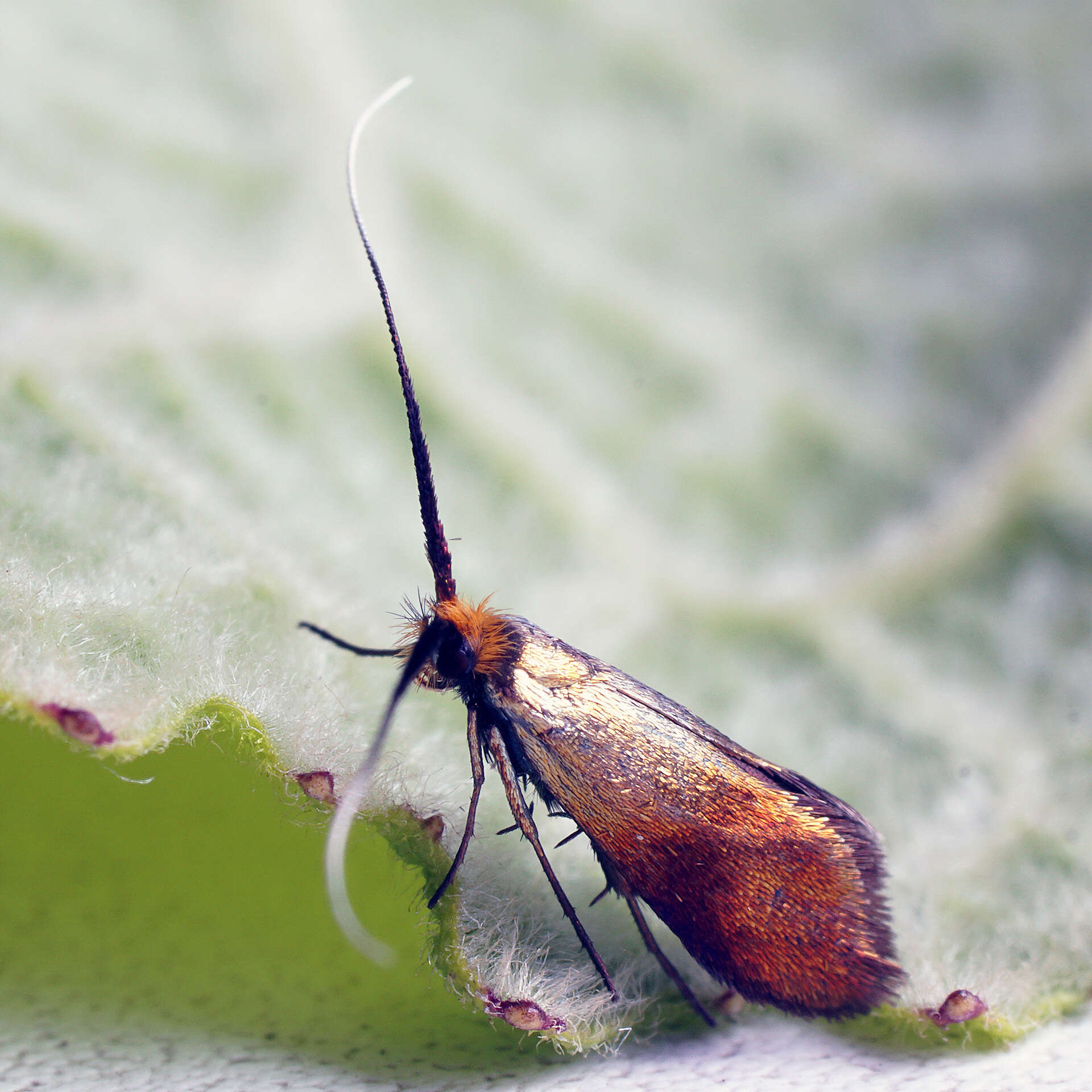 Image de Nemophora cupriacella Hübner 1822