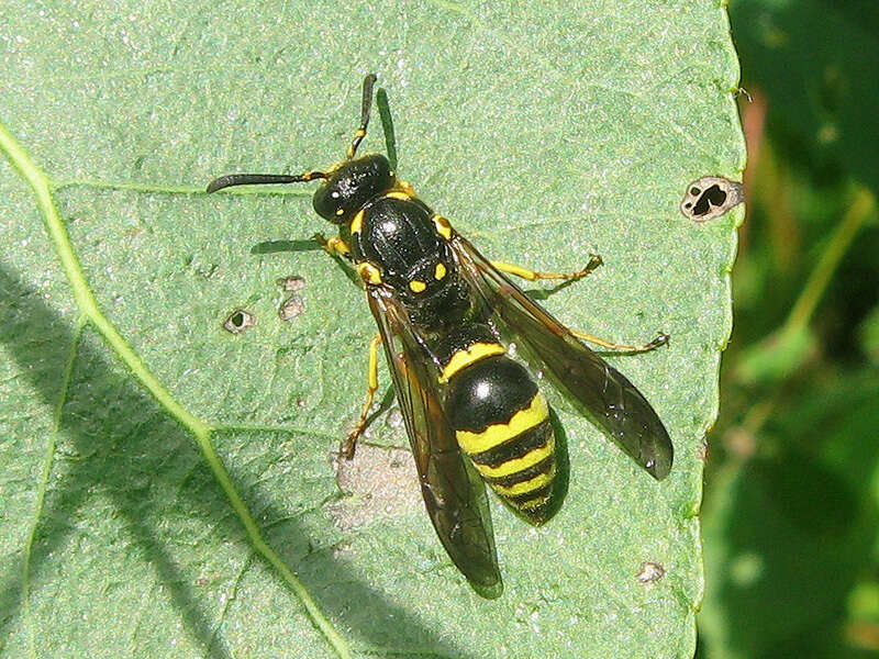 Image of Symmorphus crassicornis (Panzer 1796)