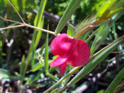 Image of red pea