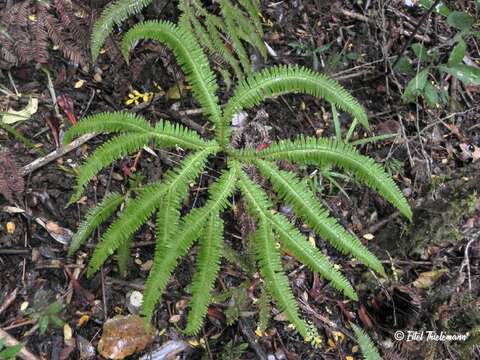 Image de Sticherus quadripartitus (Poir.) Ching