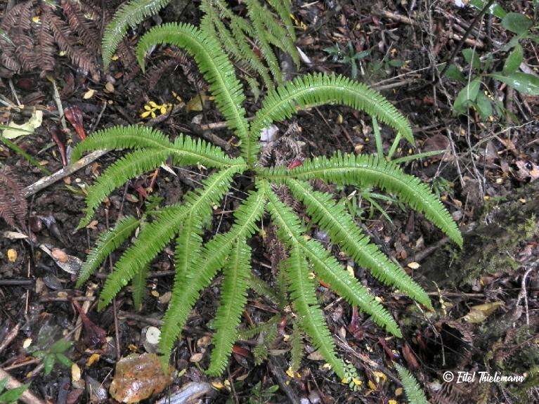 Image of Sticherus quadripartitus (Poir.) Ching