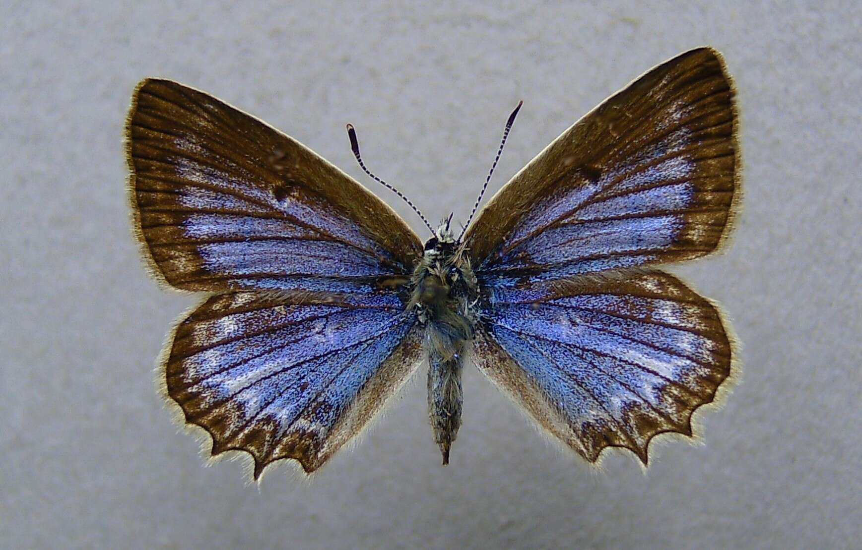 Image of Polyommatus daphnis