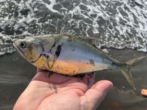 Image of Bigmouth leatherjacket