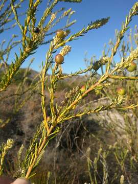 Image of Phylica excelsa Wendl.