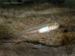 Image of Banner Goby