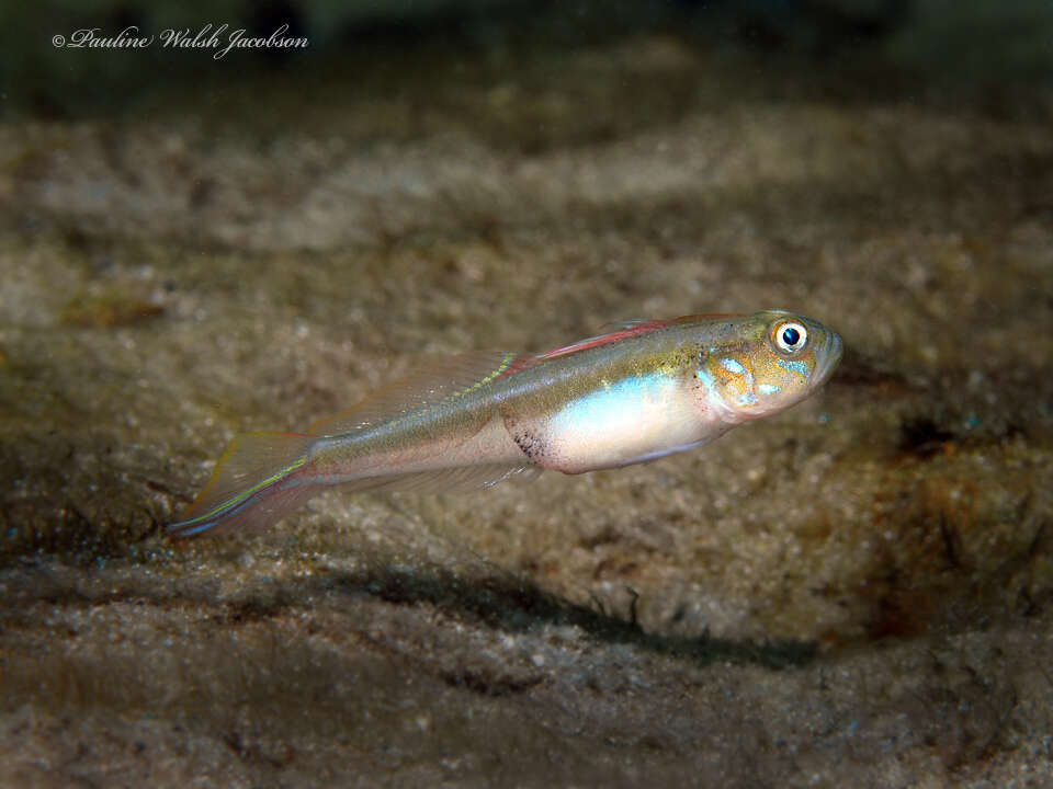 Image of Banner Goby