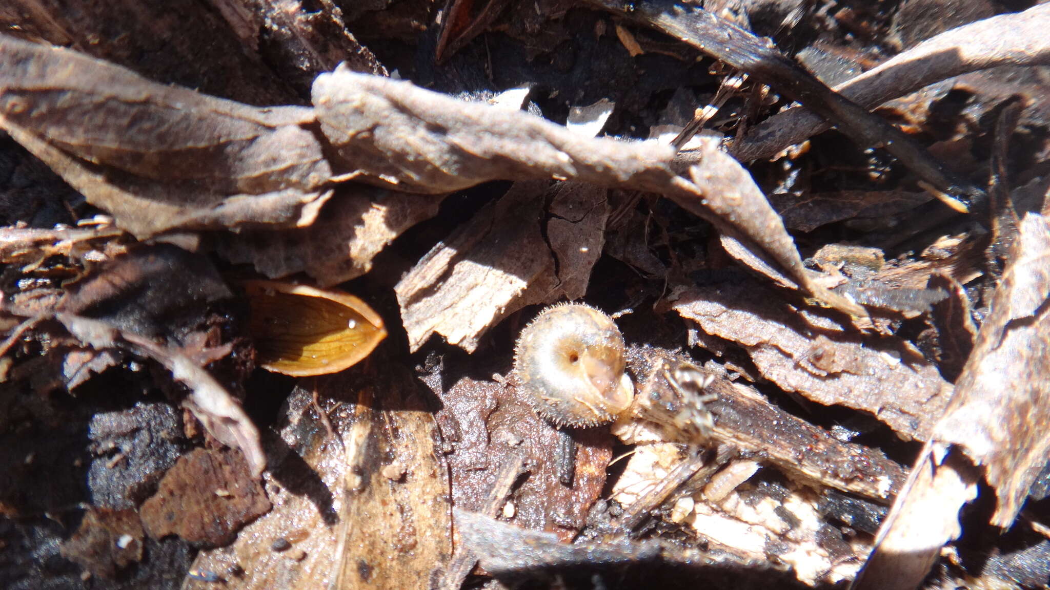 Image of German hairy snail