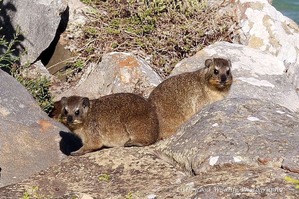 Image of Procavia capensis capensis (Pallas 1766)