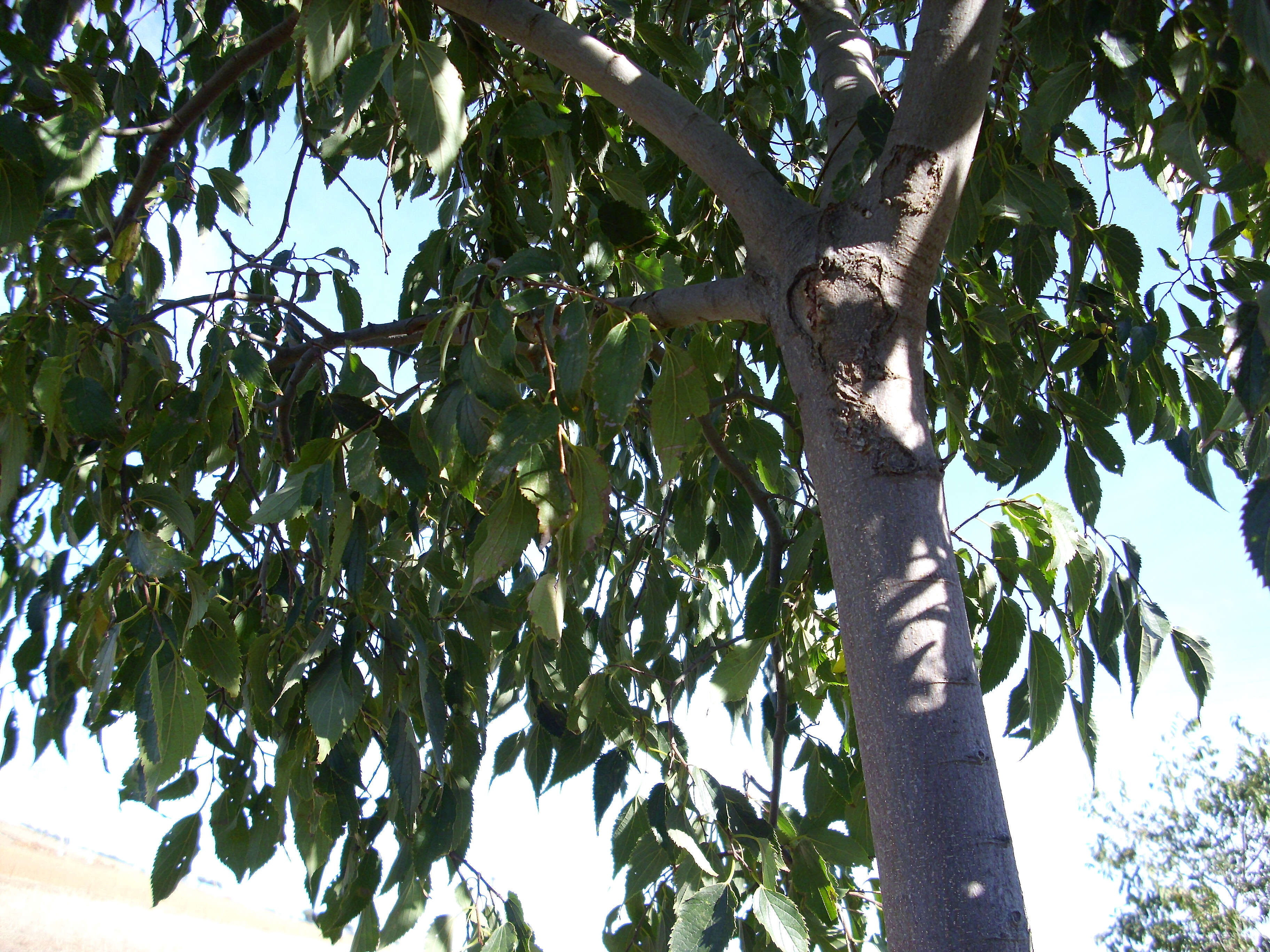 Image of Nettle Tree