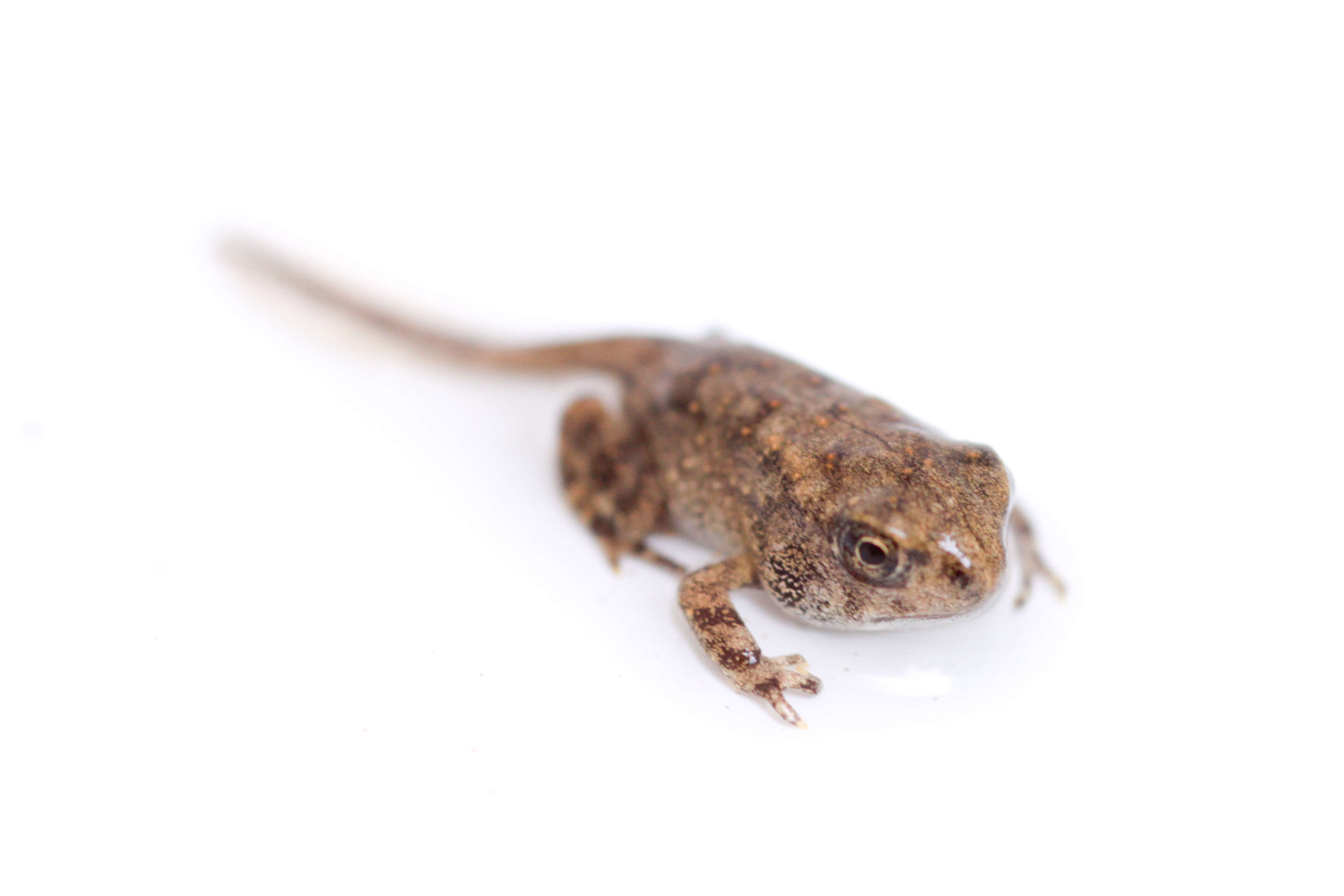 Image of American Toad