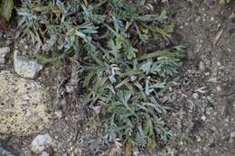 Image of forked wormwood