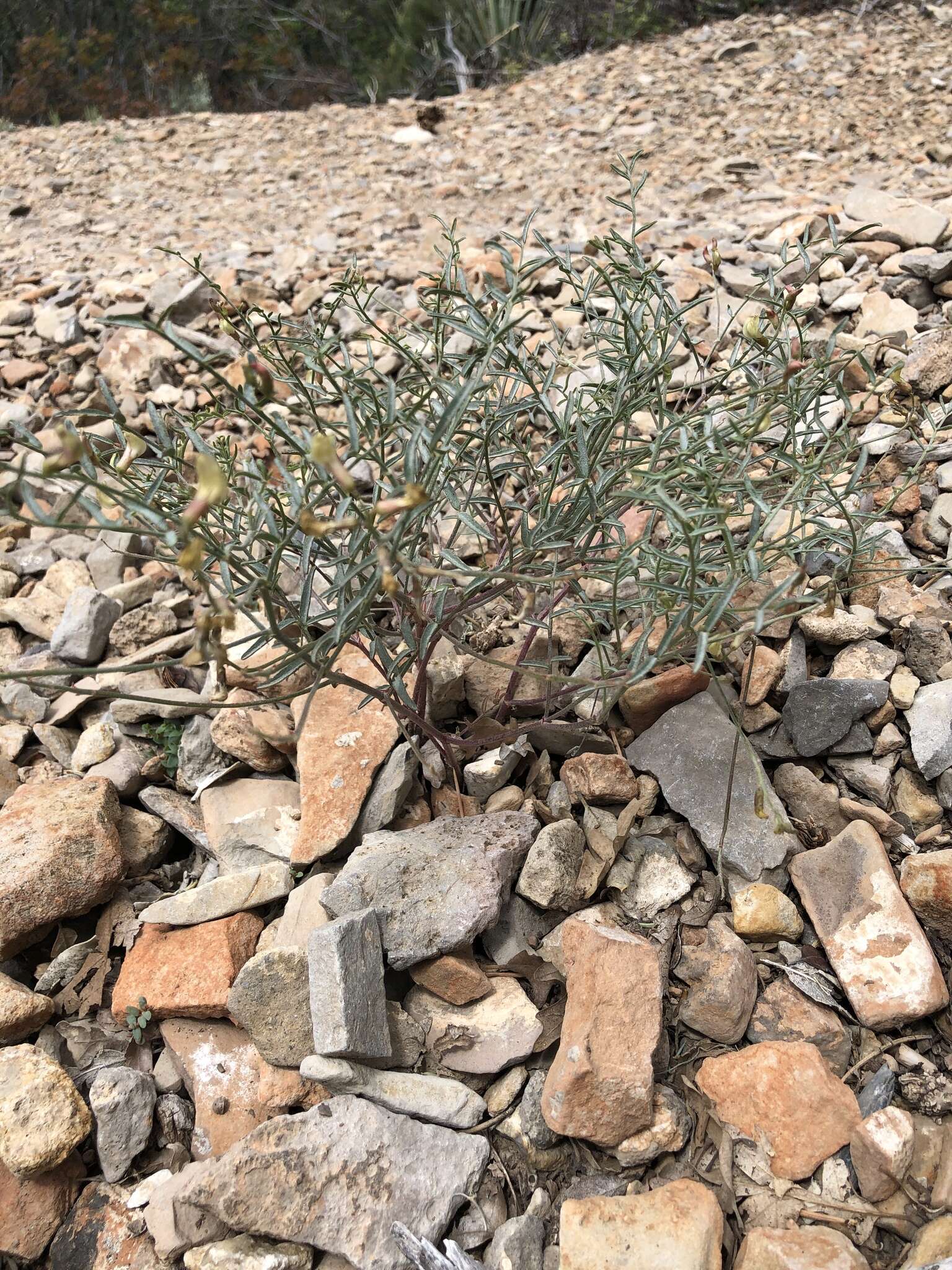 Plancia ëd Astragalus aequalis Clokey