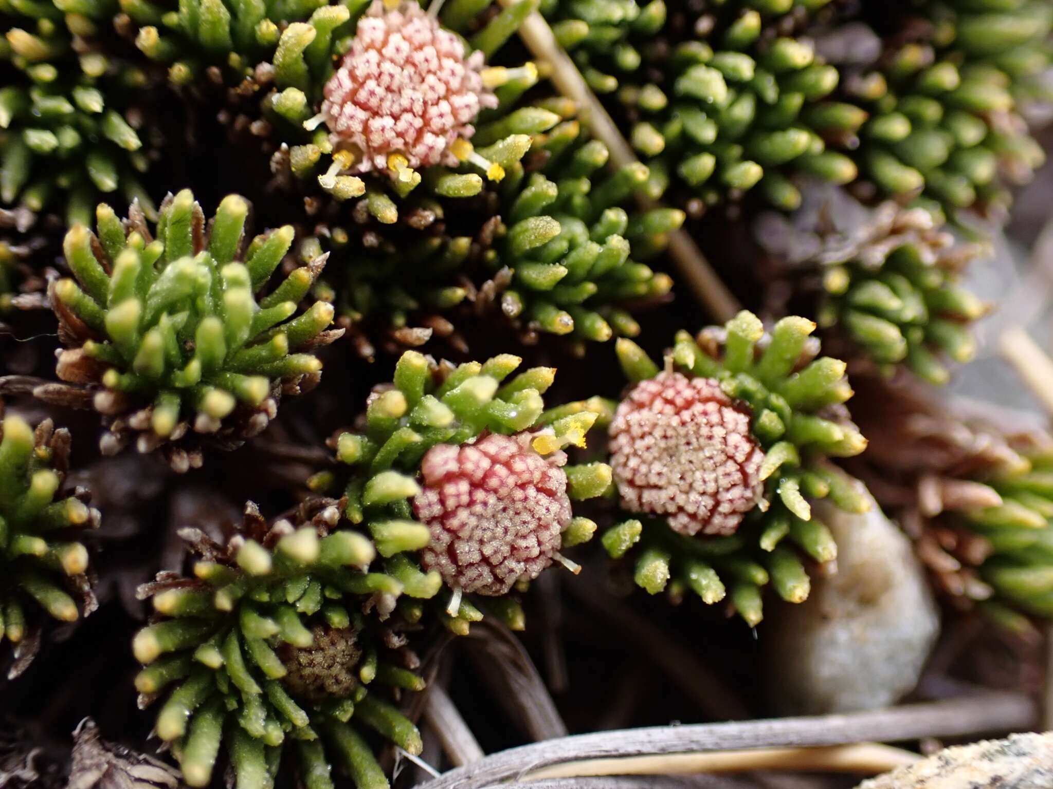 Image of Leptinella goyenii (Petrie) D. G. Lloyd & C. J. Webb