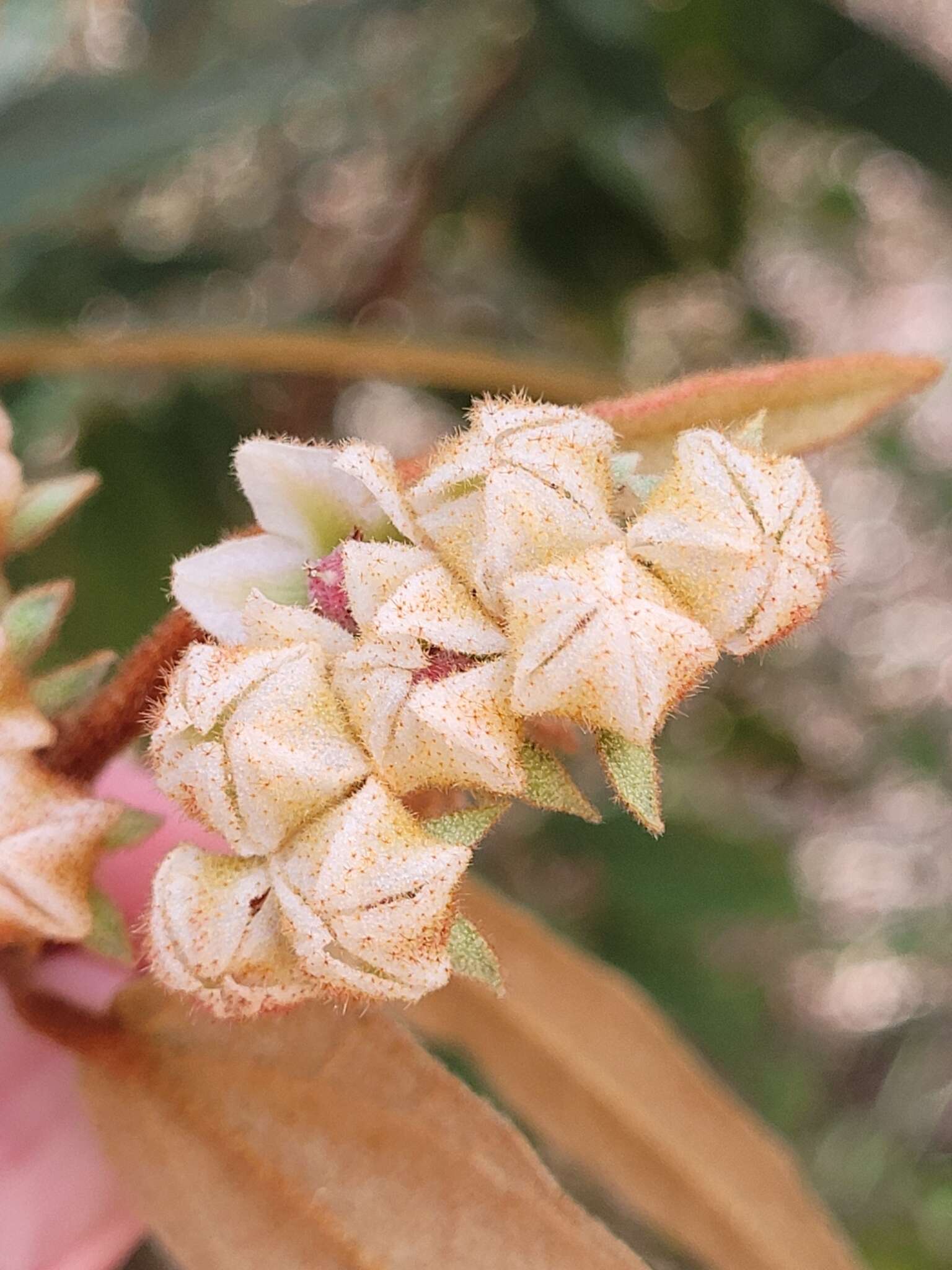 Imagem de Lasiopetalum macrophyllum R. Grah.