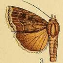 Image of Amphipyra alpherakii Staudinger 1888