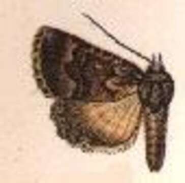 Image of Amphipyra molybdea Christoph 1867