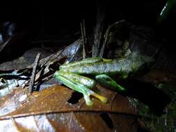 Image of Misfit Leaf Frog