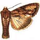 Image of Apamea auranticolor Grote 1873