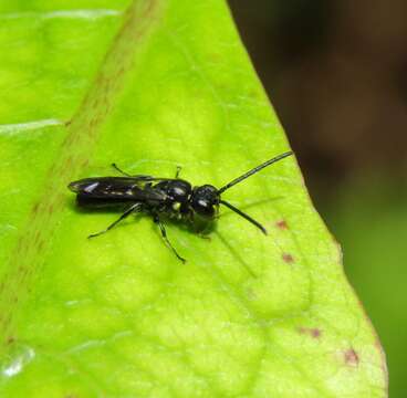 Image of Agile Masked Bee