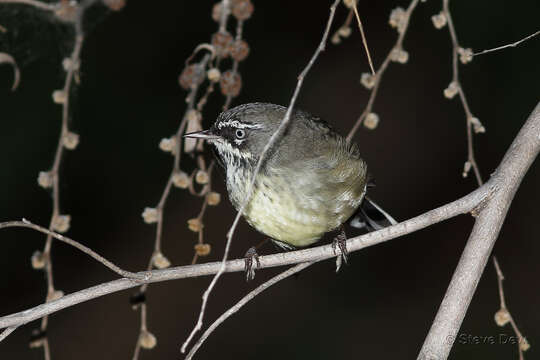 Imagem de Sericornis maculatus maculatus Gould 1847