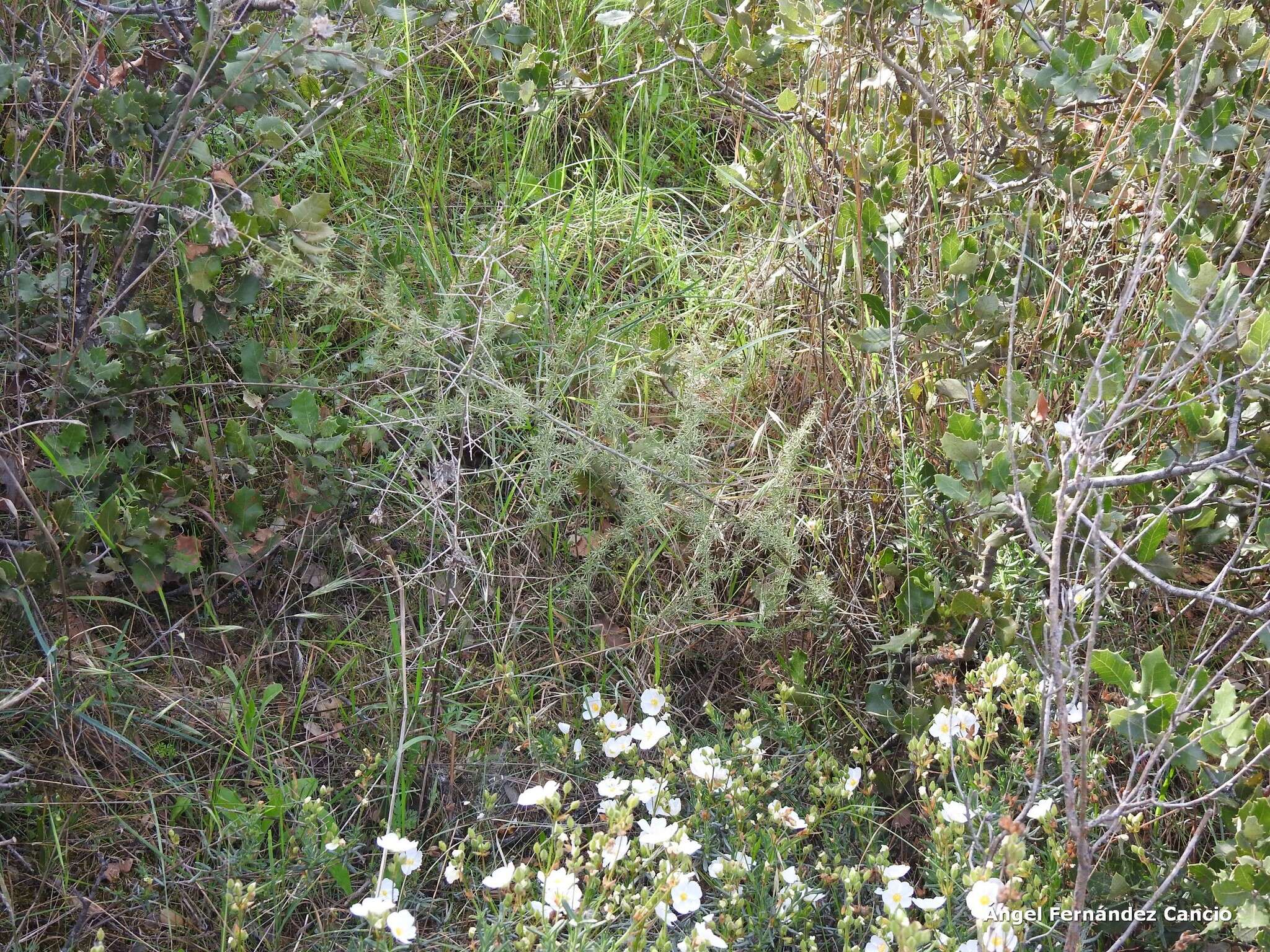 صورة Halimium umbellatum subsp. viscosum (Willk.) O. Bolós & Vigo