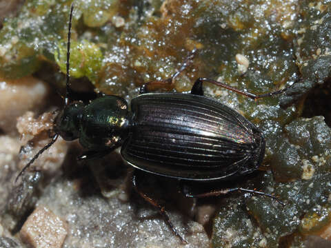 Imagem de Agonum (Agonum) muelleri (Herbst 1784)