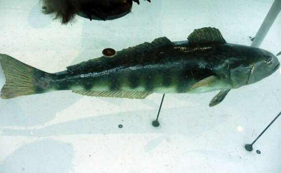 Image of Antarctic toothfish